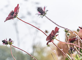 Cosmea chocolate by Hans van der Putten