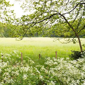 Green is grass by Rob vlierd van de