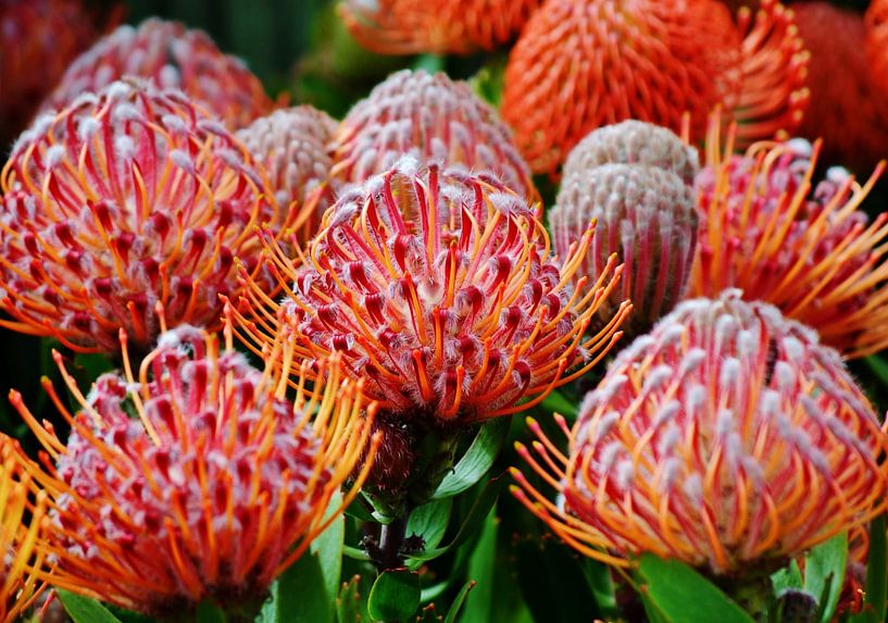 Coussin à aiguilles Protea fleurs par Werner Lehmann