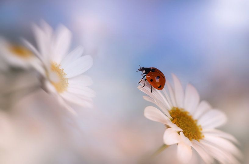 Longing for light by Ellen van Deelen