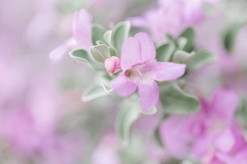Lila Texas Sage Blume