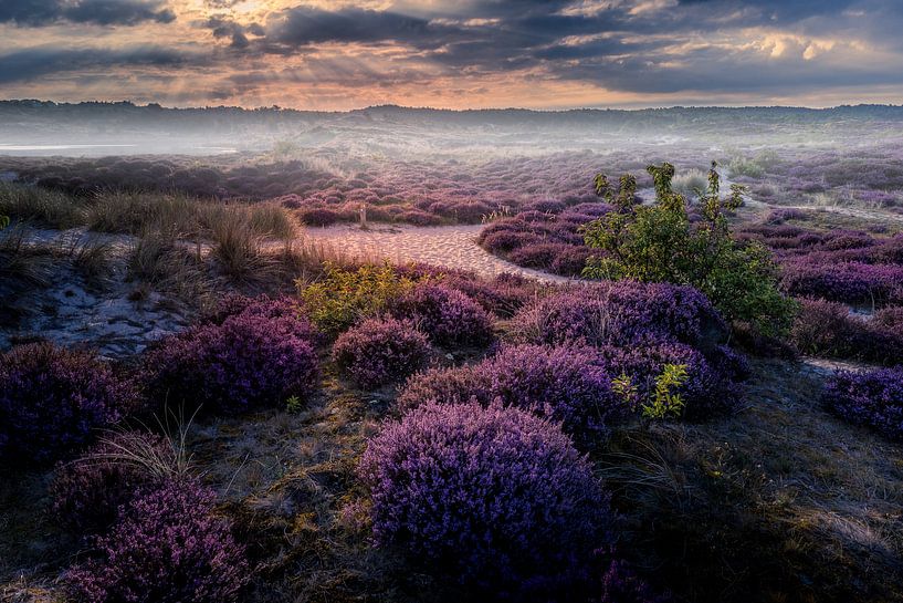 The schoorl dunes in the mist by peterheinspictures