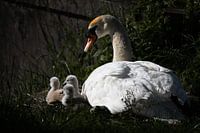 Zwaan die let op haar kleintjes