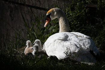Schwan passt auf seine Kleinen auf