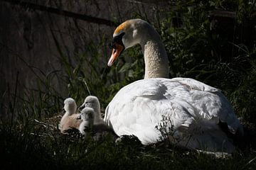 Swan watching her little ones by Maxwell Pels