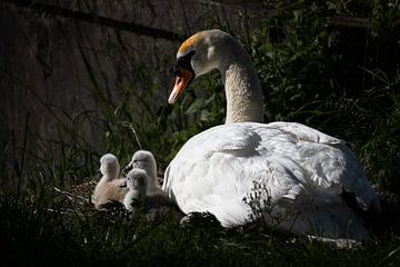 Zwaan die let op haar kleintjes