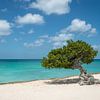Fofoti (divi divi) Baum in Aruba von Ellis Peeters