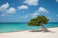 Fofoti (divi divi) Baum in Aruba von Ellis Peeters Miniaturansicht