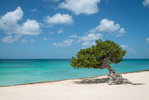 Fofoti (divi divi) tree in Aruba