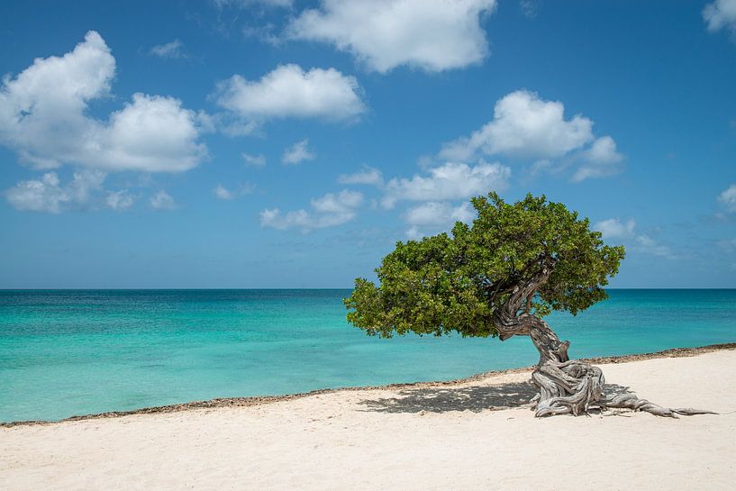 Fofoti (divi divi) Baum in Aruba von Ellis Peeters