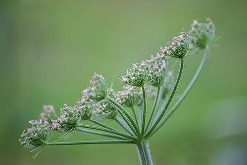 Aegopodium podagraria / Zevenblad