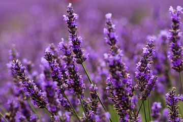 Lavender by Joke Beers-Blom