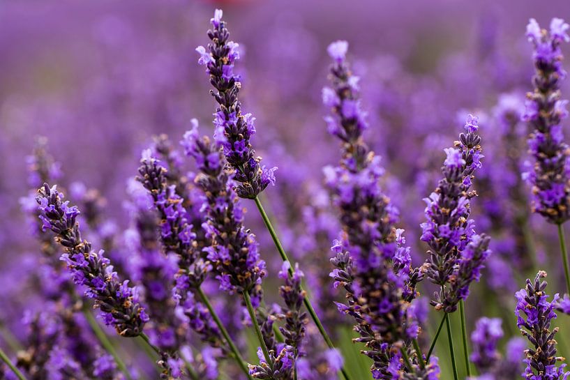 Lavendel von Joke Beers-Blom