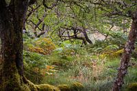 In a forest in Scotland