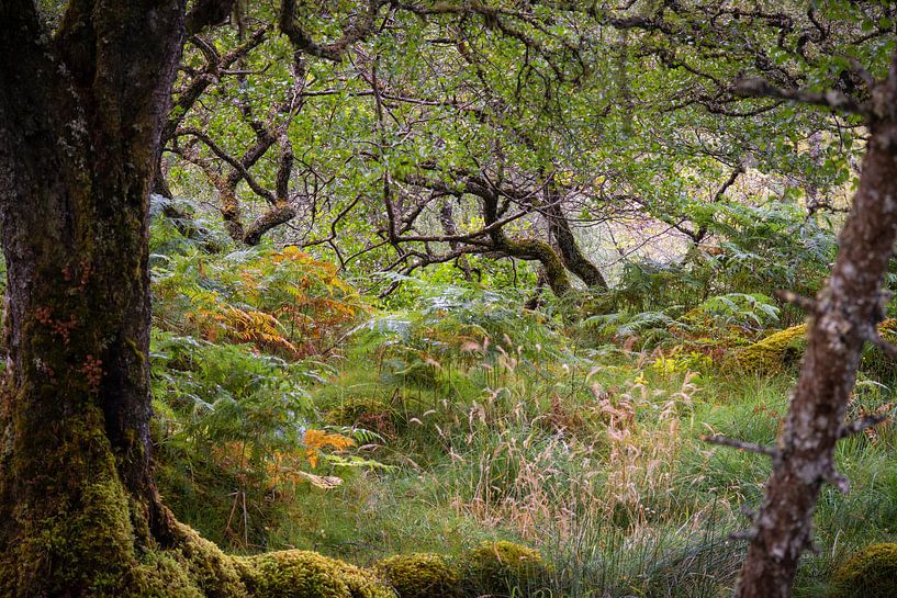In a forest in Scotland by Fred Louwen