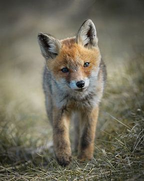 Young fox by Tom Zwerver