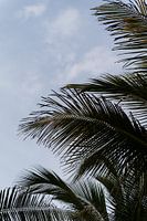Palm trees in Canggu