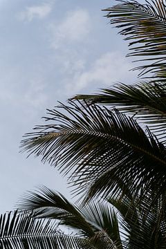 Palmen in Canggu