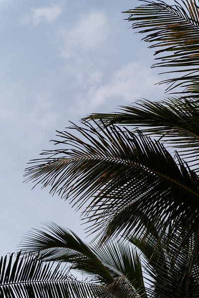 Palm trees in Canggu by Xulé Bogers