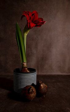 une amaryllis rouge dans un pot de fleurs avec deux bulbes au premier plan