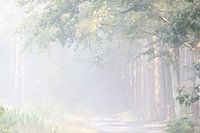 Mistige ochtend in de bossen