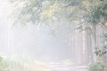 Nebliger Morgen im Wald