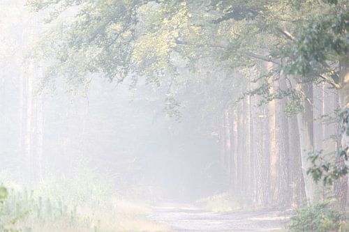 Mistige ochtend in de bossen