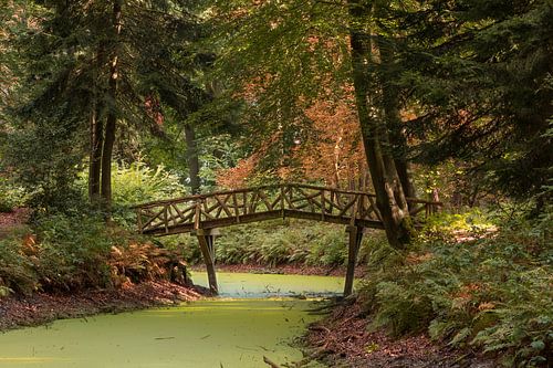 Houten bruggetje in het Slochterbos