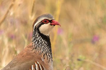 Red Partridge by Rob Kempers