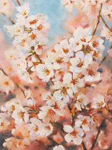 Weiße Kirschblüte unter Frühlingshimmel