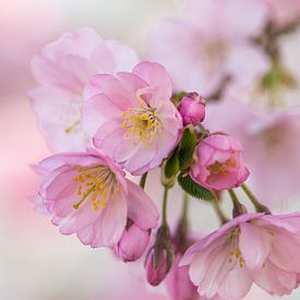 Le printemps est de nouveau là. sur Marianne van der Westen