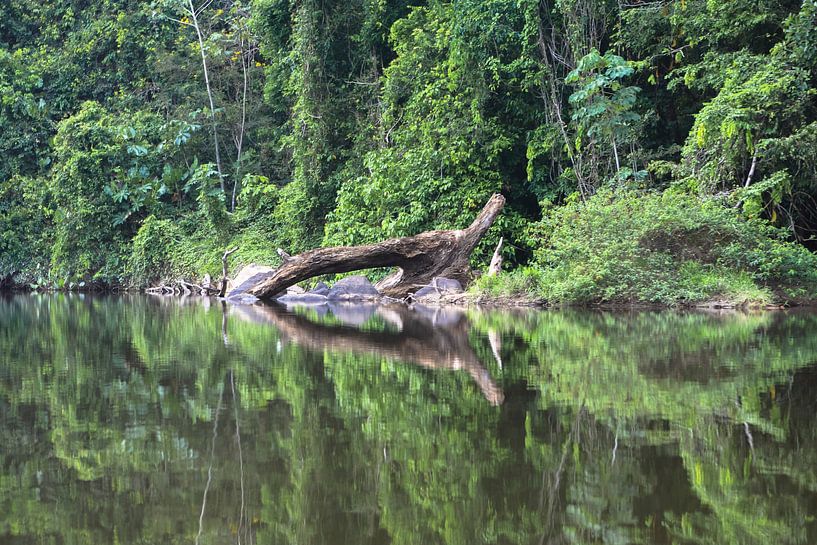 Sipaliwini Fluss Suriname von rene marcel originals