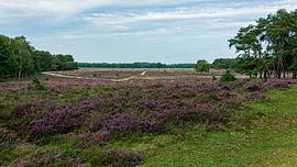Westerheide by Peter Veerman