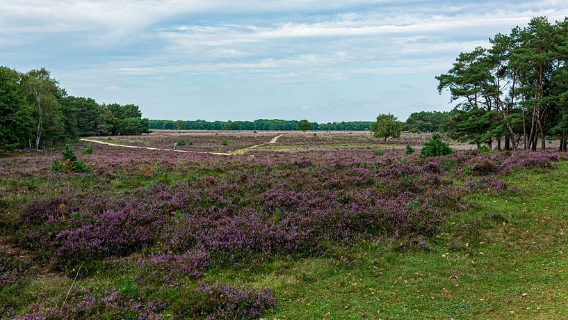 Westerheide van Peter Veerman