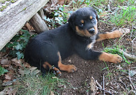Charlie the Rottweiler VII – Where are we headed? by Helmut Martin - The Art of Stone - Steinkunst & Photographie
