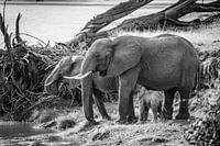 Drinking elephants by river in black and white