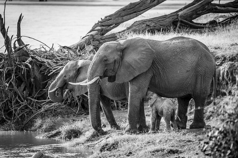 Drinking elephants by river in black and white by Dave Oudshoorn