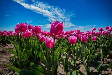 Roze tulpen bij blauwe lucht van Bart Verdijk