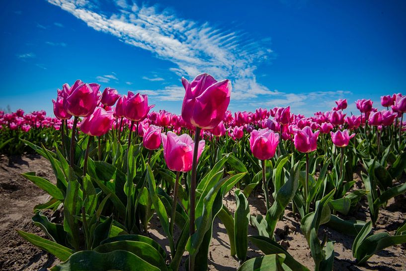 Pink tulips with blue sky by Bart Verdijk