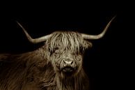 Scottish Highlander, bovin à poils longs, en noir et blanc par Gert Hilbink Aperçu