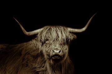 Schottischer Highlander, langhaariges Rind, in schwarz und weiß von Gert Hilbink