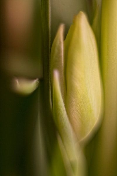 Fresh green by Petra Dreiling-Schewe