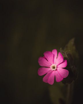 Red Campion flower dark & moody van Sandra Hazes