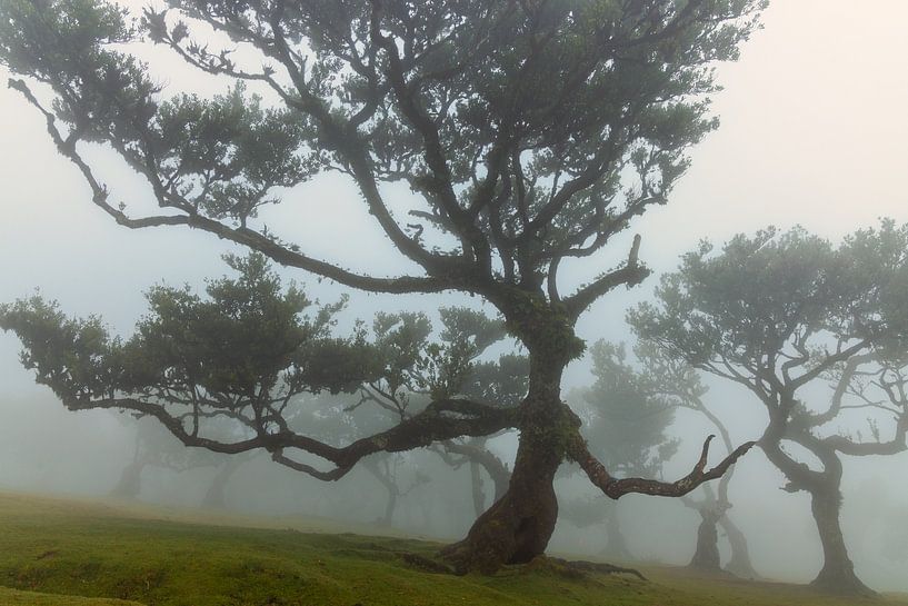 Fanal Forest IV van Anneke Hooijer
