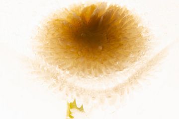 Bellis in ijsblok van Marc Heiligenstein