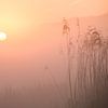 Zonsopgang in de Schiedamse polder van Karen de Geus