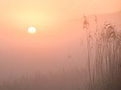 Zonsopgang in de Schiedamse polder van Karen de Geus thumbnail