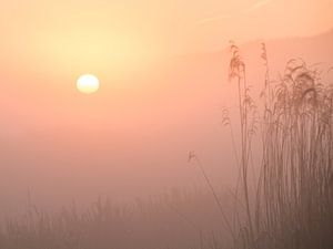 Lever de soleil dans le polder de Schiedam