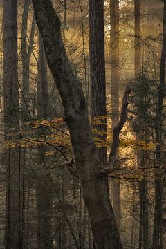 Goldener Wald von Moetwil en van Dijk - Fotografie