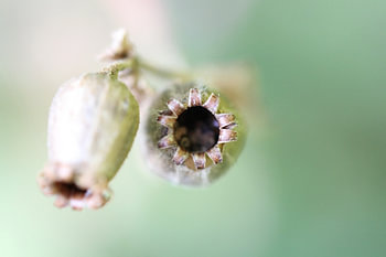 Zaaddoosjes Koekoeksbloem